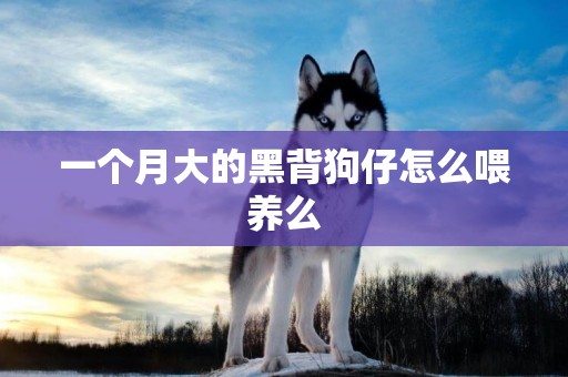 一個月大的黑背狗仔怎么喂養么