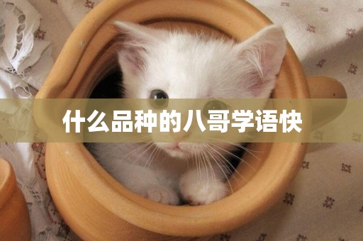 什么品種的八哥學語快