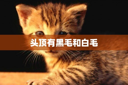 頭頂有黑毛和白毛