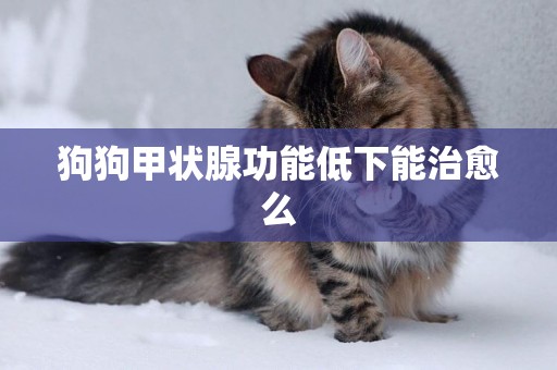 狗狗甲狀腺功能低下能治愈么