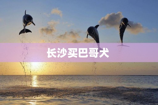 長沙買巴哥犬 