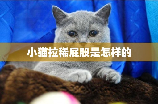 小貓拉稀屁股是怎樣的