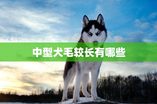 中型犬毛較長有哪些