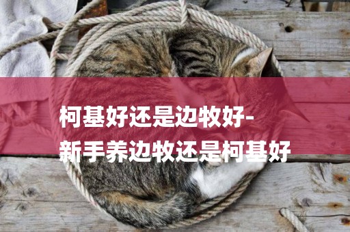 柯基好還是邊牧好-
新手養邊牧還是柯基好
