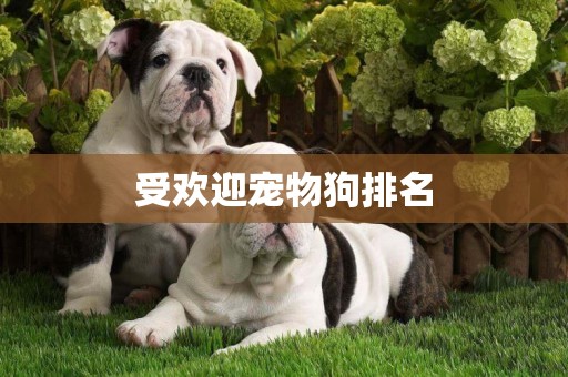 受歡迎寵物狗排名