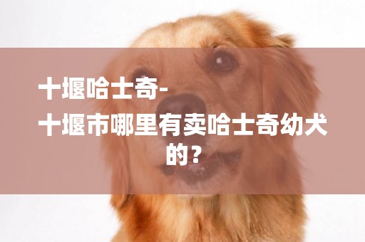十堰哈士奇-
十堰市哪里有賣哈士奇幼犬的？