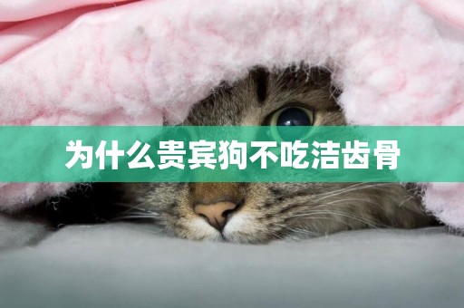 為什么貴賓狗不吃潔齒骨