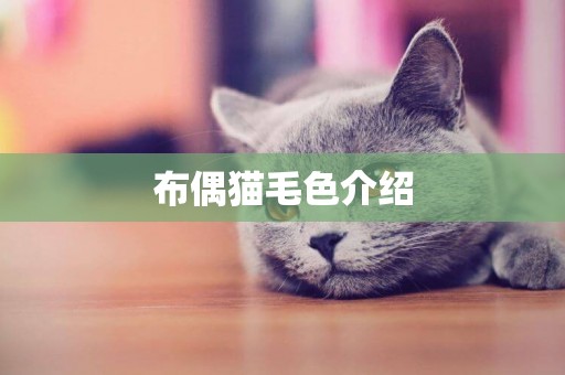布偶貓毛色介紹