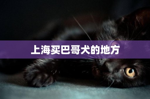 上海買巴哥犬的地方