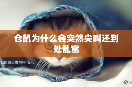 倉鼠為什么會突然尖叫還到處亂竄
