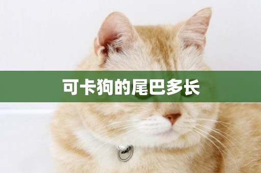 可卡狗的尾巴多長
