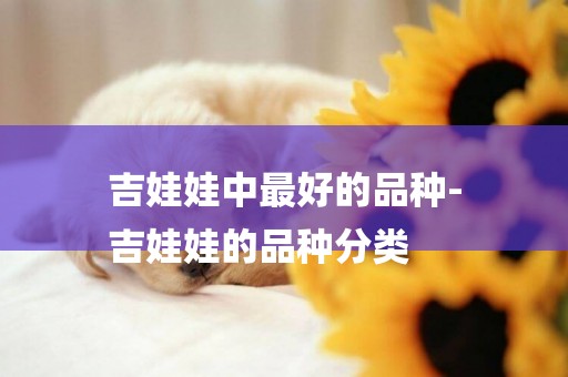 吉娃娃中最好的品種-
吉娃娃的品種分類