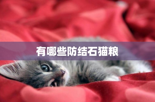 有哪些防結石貓糧
