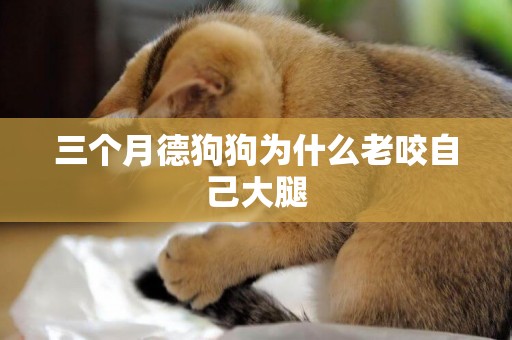 三個月德狗狗為什么老咬自己大腿