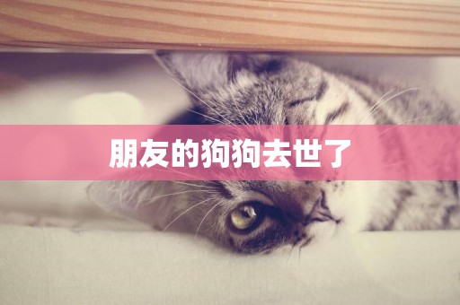朋友的狗狗去世了