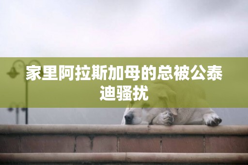 家里阿拉斯加母的總被公泰迪騷擾
