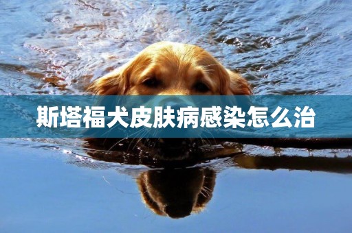 斯塔福犬皮膚病感染怎么治