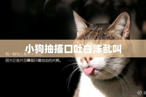 小狗抽搐口吐白沫亂叫