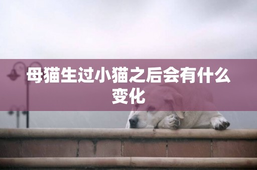 母貓生過小貓之后會有什么變化