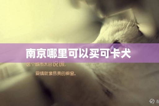 南京哪里可以買可卡犬 