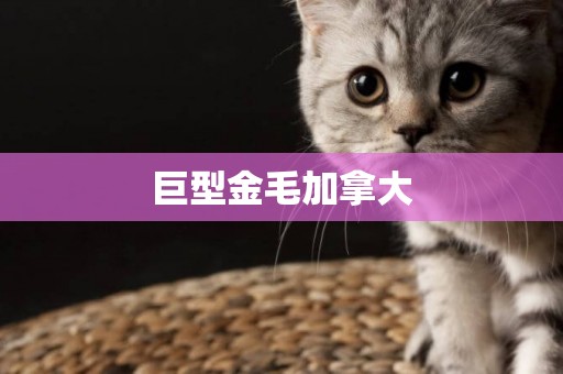 巨型金毛加拿大