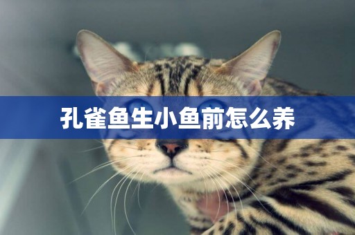 孔雀魚生小魚前怎么養