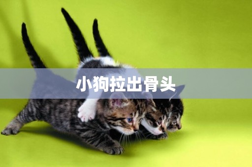 小狗拉出骨頭