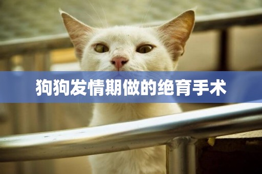 狗狗發情期做的絕育手術