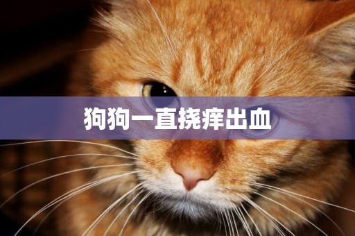 狗狗一直撓癢出血