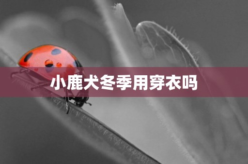 小鹿犬冬季用穿衣嗎
