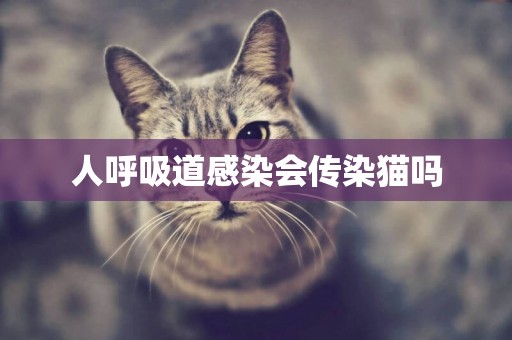 人呼吸道感染會傳染貓嗎