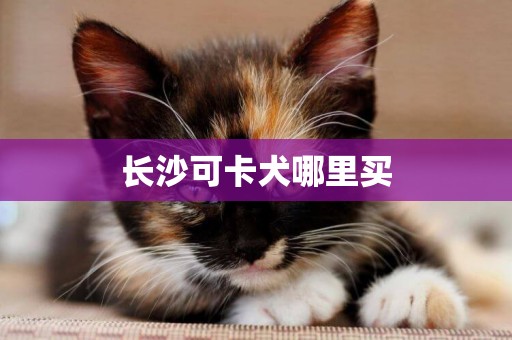 長沙可卡犬哪里買