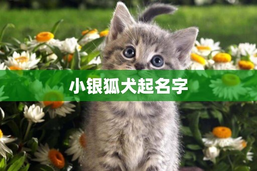 小銀狐犬起名字