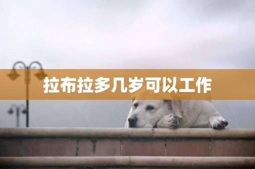 拉布拉多幾歲可以工作