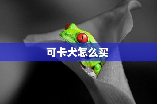 可卡犬怎么買 