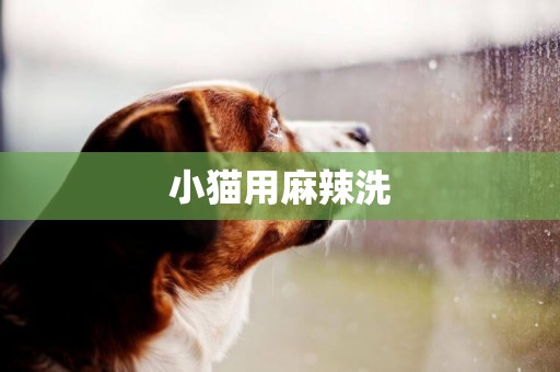小貓用麻辣洗