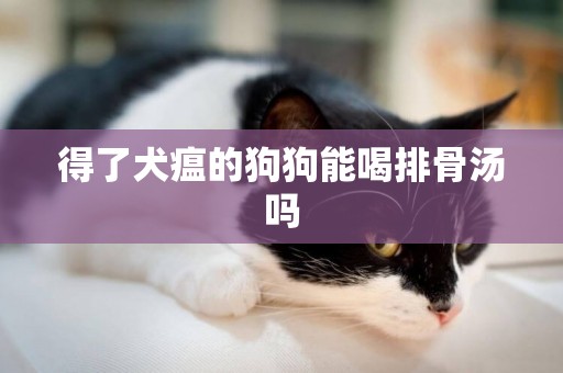 得了犬瘟的狗狗能喝排骨湯嗎