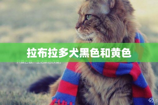 拉布拉多犬黑色和黃色