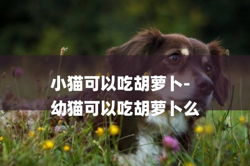小貓可以吃胡蘿卜-
幼貓可以吃胡蘿卜么