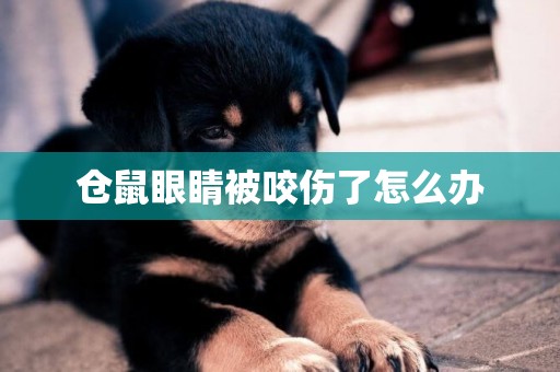 倉鼠眼睛被咬傷了怎么辦