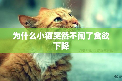 為什么小貓突然不鬧了食欲下降