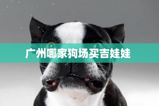 廣州哪家狗場買吉娃娃 