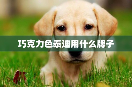 巧克力色泰迪用什么牌子