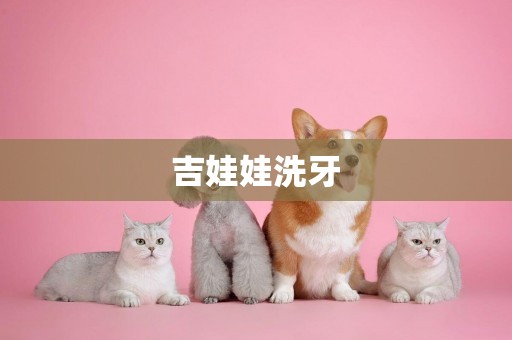吉娃娃洗牙