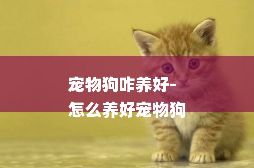 寵物狗咋養好-
怎么養好寵物狗