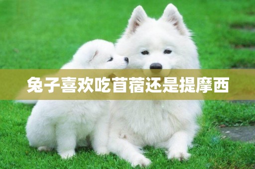 兔子喜歡吃苜蓿還是提摩西