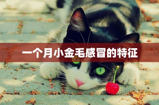 一個月小金毛感冒的特征
