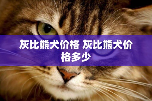 灰比熊犬價格 灰比熊犬價格多少