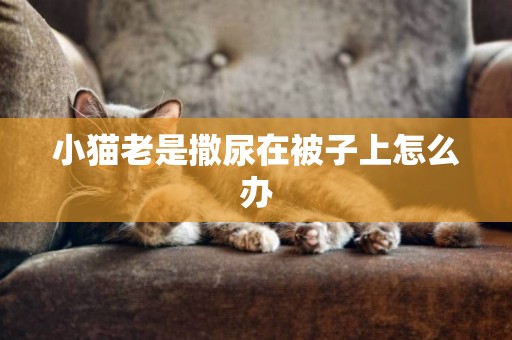 小貓老是撒尿在被子上怎么辦