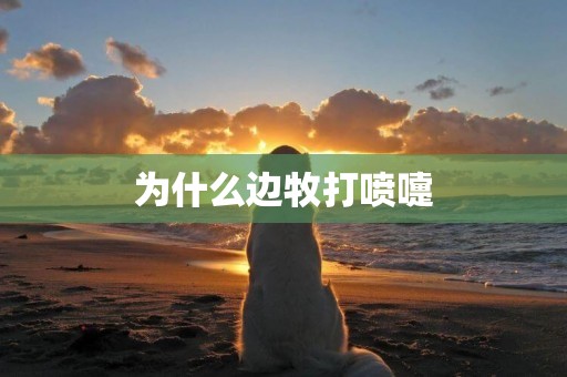 為什么邊牧打噴嚏